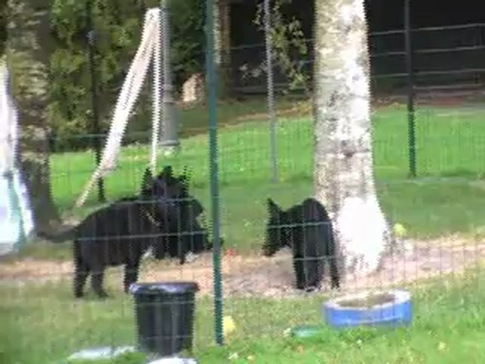 chiots de gotcha et de b-panthere 8 semaines