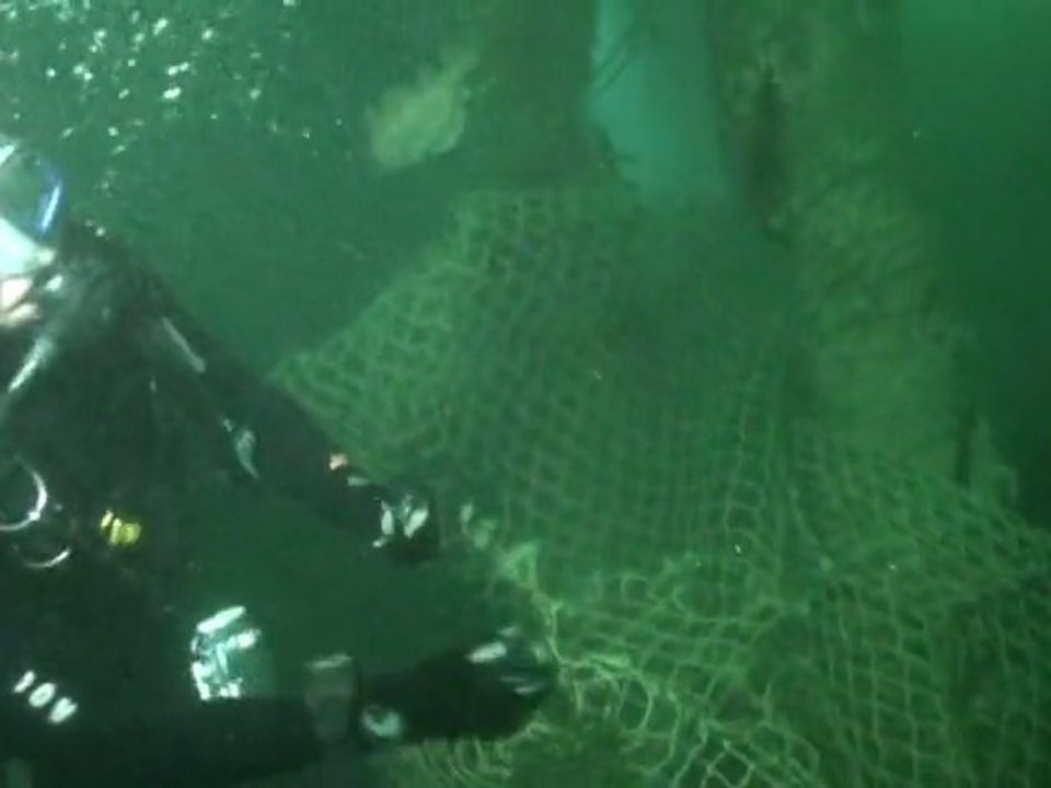 Fred oeuvre pour le WWF