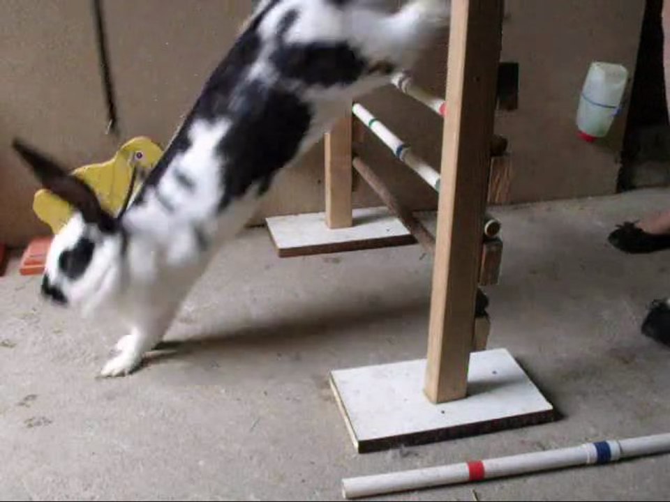 Séance de kaninhop avec Beauty du 30 juillet 2012