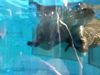 loutre