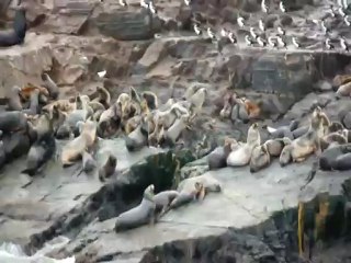 lions et éléphants de mer