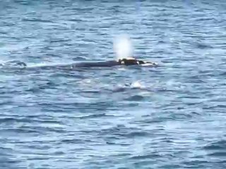 baleines à Puerto Madryn