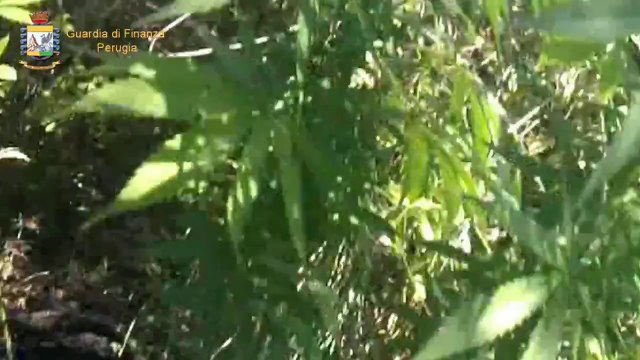 Perugia - La Guardia di Finanza sequestra piante di marijuana (27.07.12)
