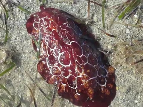 limace de mer à Poum