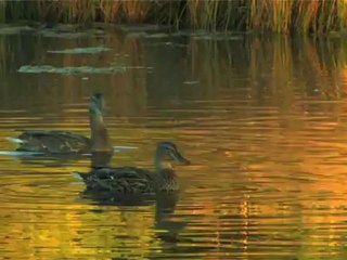 Hero for a Day 2012: Restoring a Prairie Parcel in Minnesota