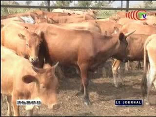 Les bœufs en provenance de la RDC se trouvent actuellement au parc de quarantaine de Lifoula