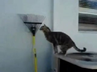 Паркур котэ