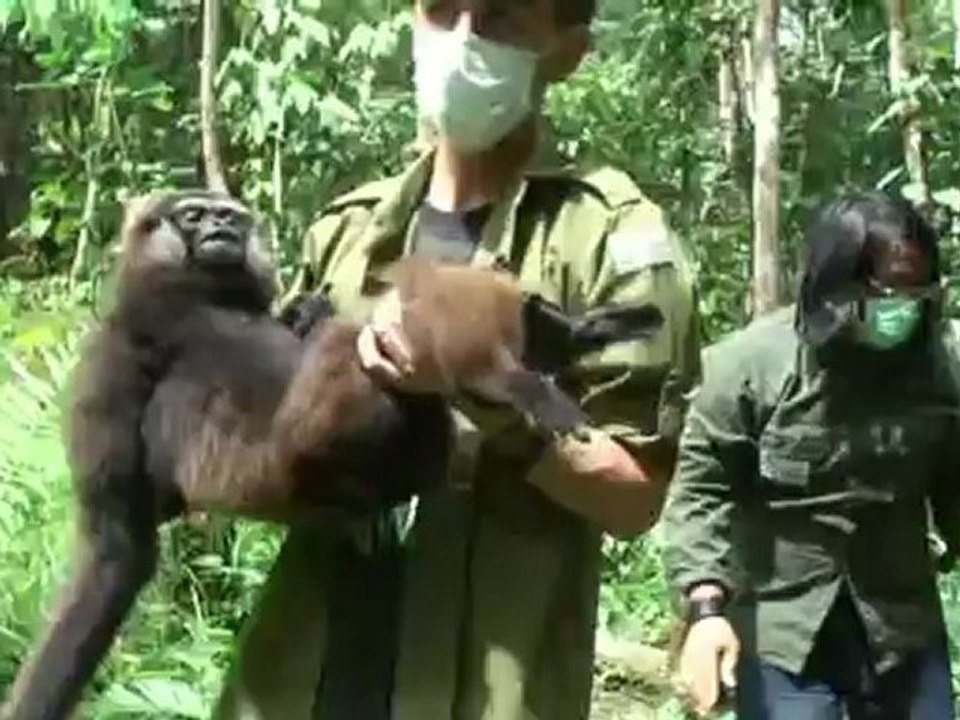 Clip Kalaweit Juillet 2012/July 2012