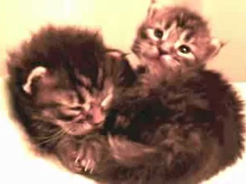 Chatons Maine Coon Chatterie de la Verrerie Royale 2 weeks Kitten - Adele Someone Like you