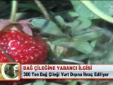 DAĞ ÇİLEĞİNE YABANCI İLGİSİ