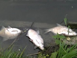 POLLUTION  A  ETREUX   SUR LE  CANAL DE LA SAMBRE A L'OISE 30 ET 31 JUILLET 2012
