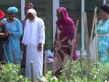 Jardins partagés à Montreuil