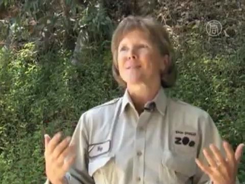 В зоопарке Сан-Диего родила 20-летняя панда