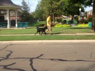 Lucie the Labradoodle - Broken Arrow Dog Training