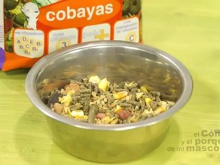 Cobayas - Introduccion al Sistema digestivo