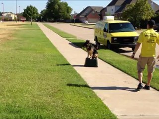 Ava - German Shepherd - Broken Arrow Dog Obedience Schools