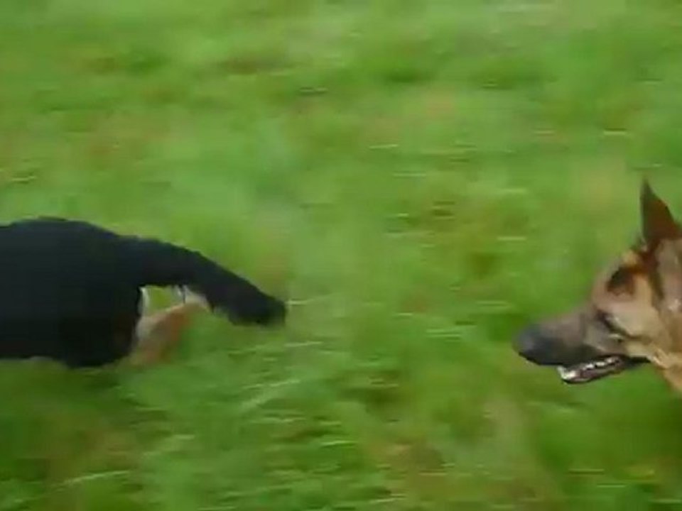 Féloa et Galice d'araval