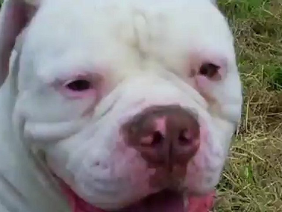 mein hund putsch - ich war's nicht ;)