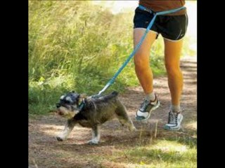 Dog Leash Training 2