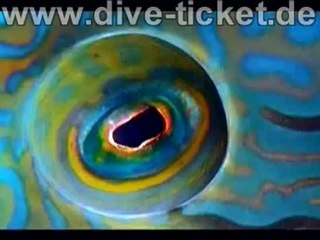 Trailer Maledivian Nights chris chrisshootings  chrissshooting