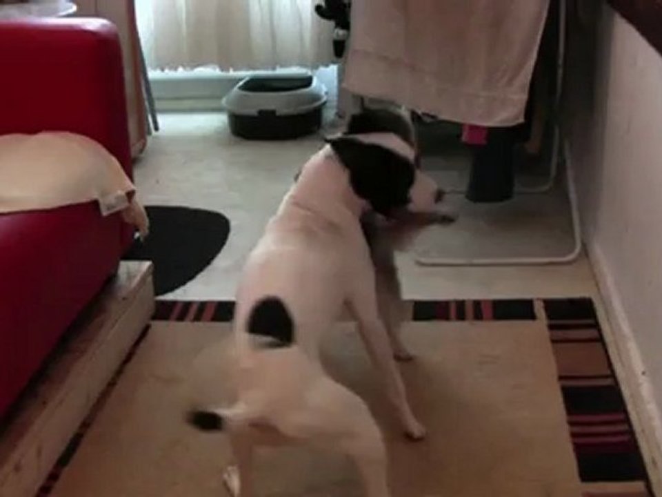 Zwei zicken treffen aufeinander