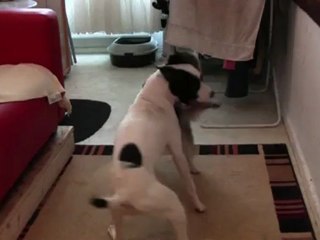 zwei zicken treffen aufeinander