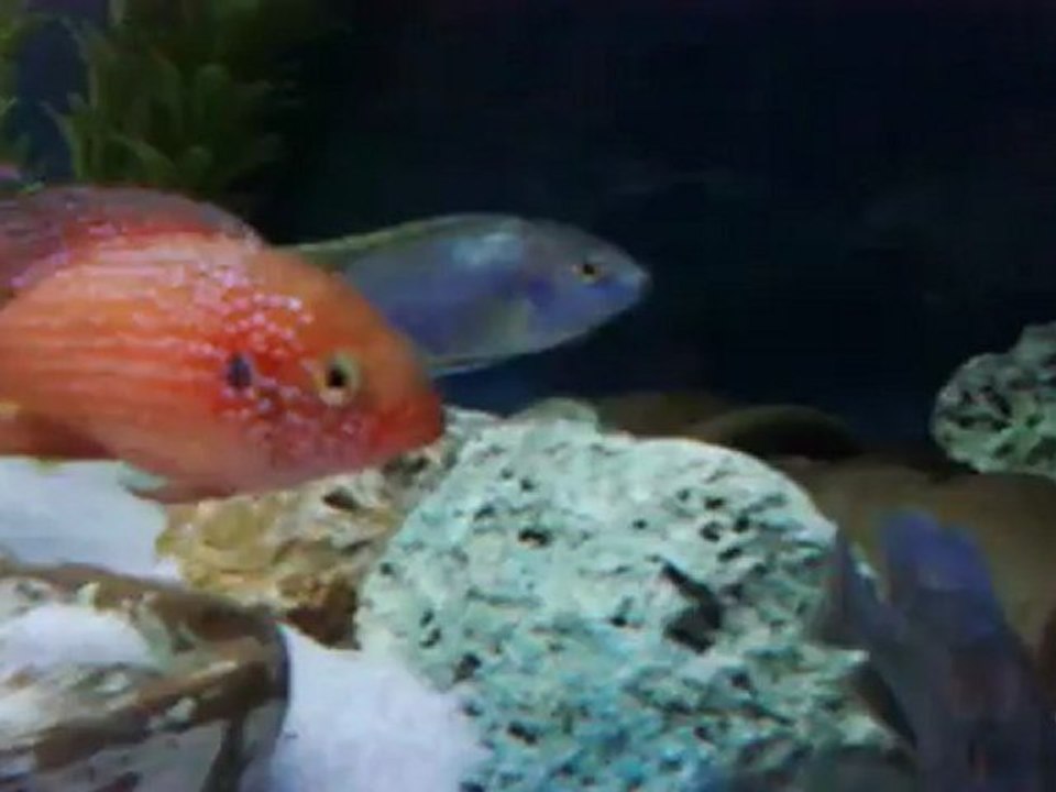Chiclid akvaryumum