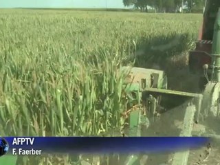 US drought woes ripple across food chain