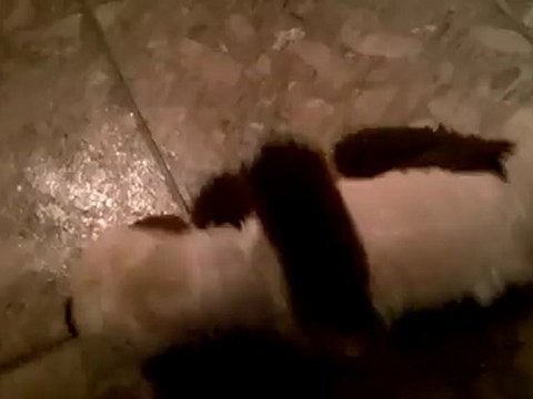 A Dog Just Heard A Really Funny Joke – Laughs hysterically.