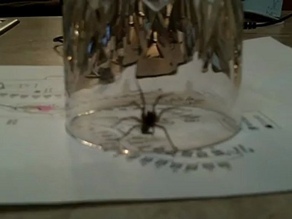 Big Black Spider – While on vacation, we saw a big black spider. Travel. Insects.