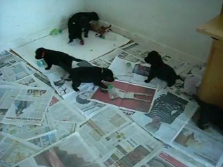 1er août 2012 (2) : chiots de 3 semaines très actifs