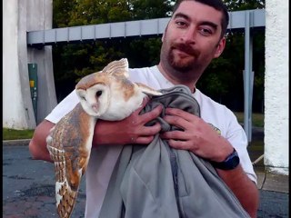 CHOUETTE EFFRAIE (LOUL)