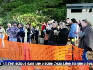 Sydney: le cadavre d'une baleine dans une piscine sur une plage