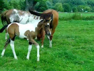 Chaïna Dream (2012)