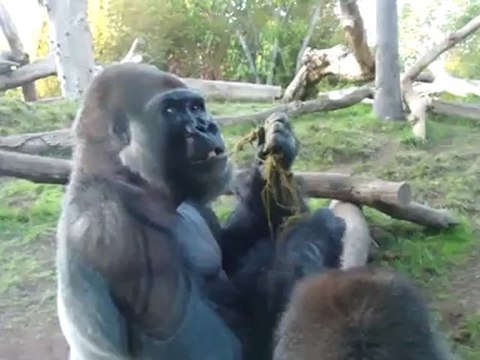 2 Gorilles 1 Caca