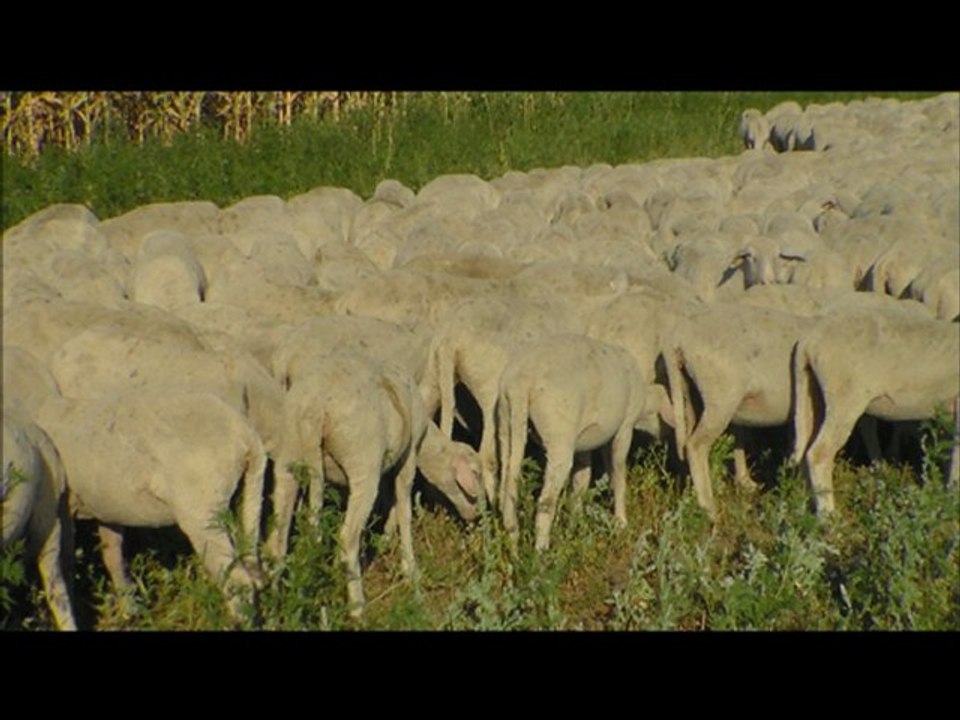 SATILIK MERİNOS KOYUN, KUZU KOÇ HAZER EMLAK