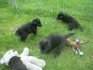 9 august 2012 (2) (4 weeks old) : very first step outside (2 mn later)