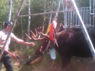 Un élan coincé dans les chaînes d'une balançoire est sauvé