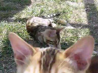 Magic Bengal Harmony Dream 2