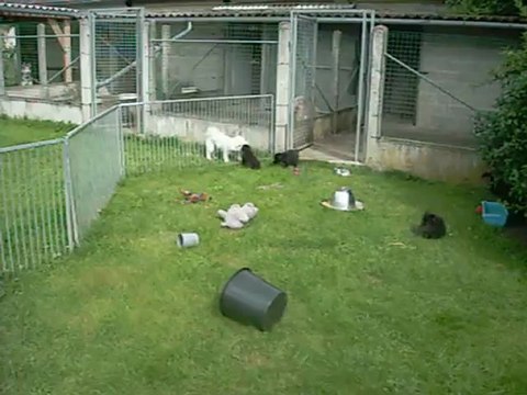 9 août 2012 : mâle vert (1)