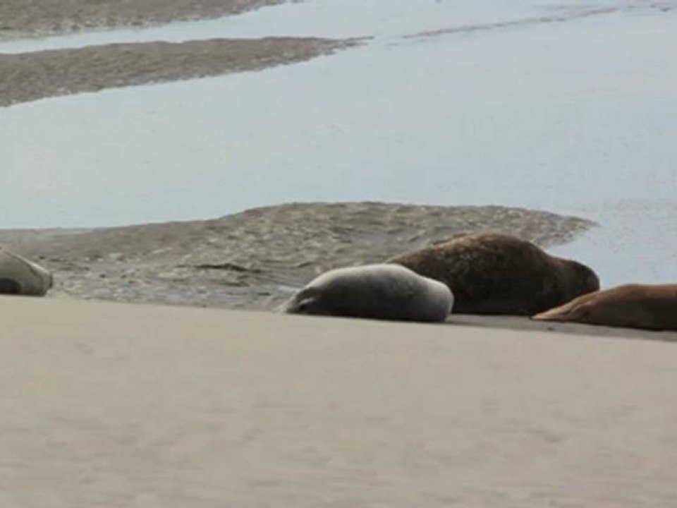 phoque, de la baie de somme