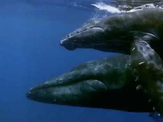 Vahşi Hayat Kambur Balinalar 1