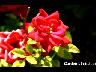 Garden of enchantments