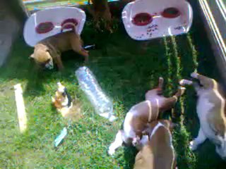 Vidéo 01  - 8ème portée de staffordland  dans le parc de l'extérieur !