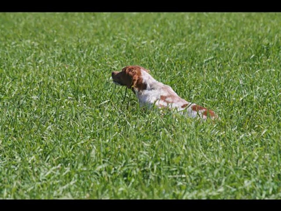 Andalousie 2012 et field trial