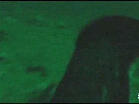 Cormorant plonge sous l'eau à 45 mètres de profondeur