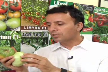 Domatesin lezzeti geri geliyor