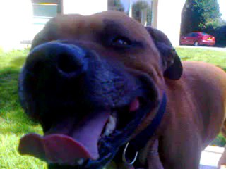 Bully-Boy des têtes brûlées