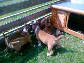 Vidéo 03  - 8ème portée de staffordland  dans le parc de l'extérieur !