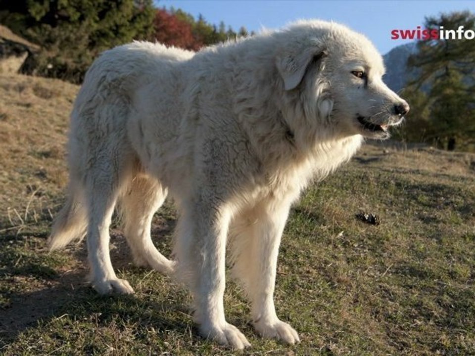 Dogs in sheep’s clothing